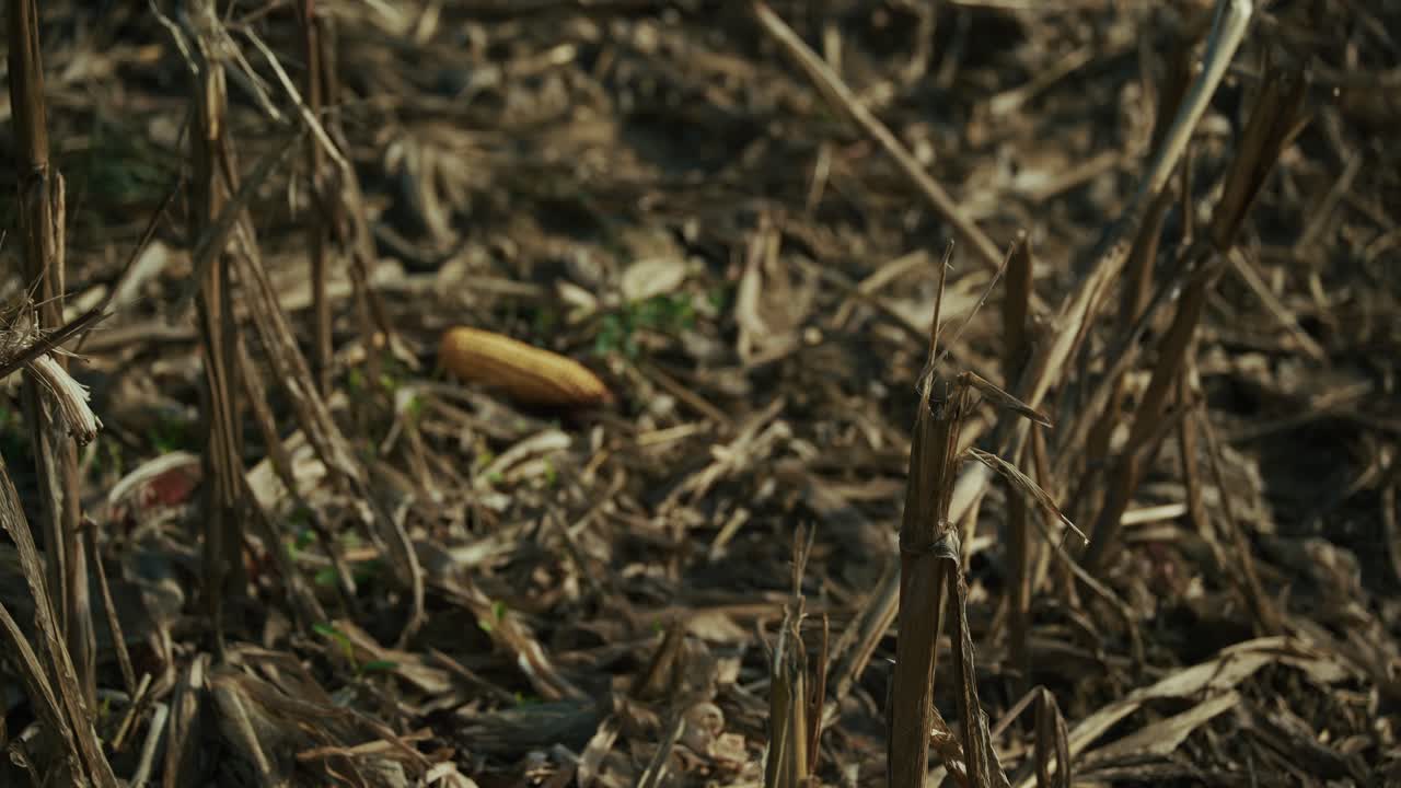 Dried corn stalks and a fallen corn cob scattered across a harvested field in Lonjsko Polje, Croatia