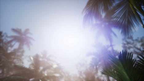 Sunset-Beams-through-Palm-Trees