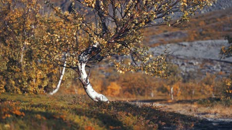 bent and twisted birch trees in the autumn tundra