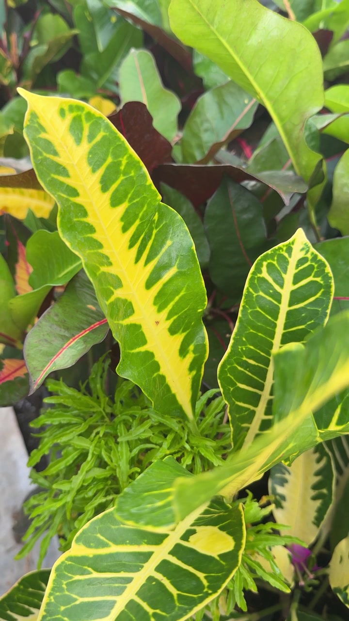 Primo piano di foglie di Croton variegate, verdi e gialle vivaci