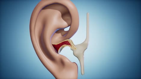 a comprehensive exploration of human anatomy: insights into joint structures and ear mechanics demonstrated through innovative 3d models and visualizations for educational purposes