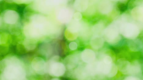 Green background and moving bokeh image