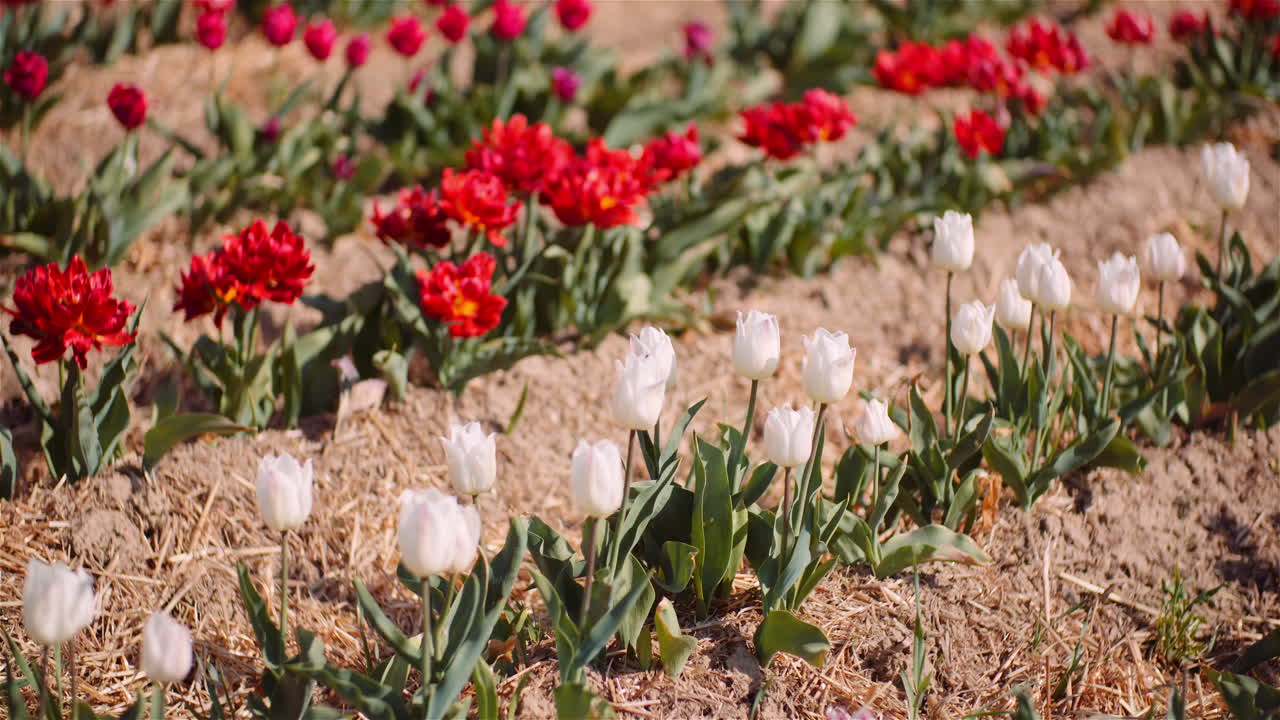 Pænt plantet tulipanmark i fuldt flor