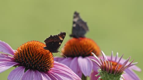 Ein-Schmetterling,-Der-Von-Hinten-Auf-Einer-Orangefarbenen-Und-Violetten-Blume-Gesehen-Wird,-Die-Nektar-Saugt