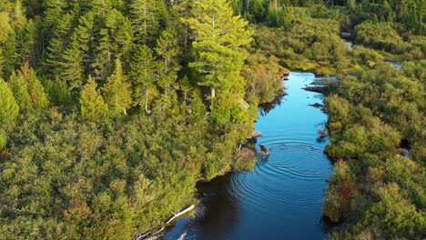 toma aérea de un dron de una vaca alce con dos terneros jóvenes perseguidos por un toro a través de un arroyo azul rodeado de árboles forestales otoñales verdes, rojos y dorados en el desierto de maine