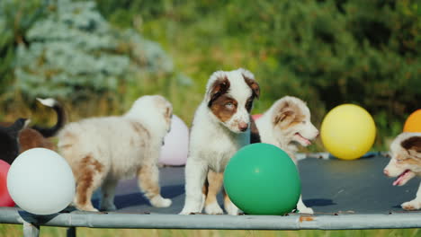 Gruppe-Von-Welpen,-Die-Mit-Luftballons-Hundeparty-Spielen