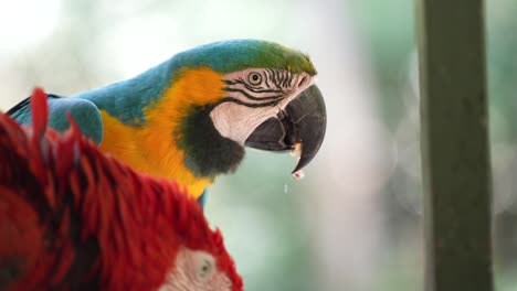 Blue-and-Yellow-Macaw---SLOW-MOTION