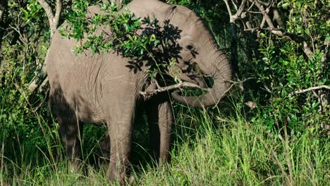 baby elephant eating a tree branch