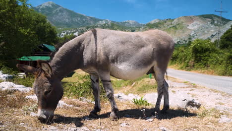 晴れた夏の日に、木々や木造の家を背景に、モンテネグロの山の道路の横に立って放牧している灰色のロバの接写