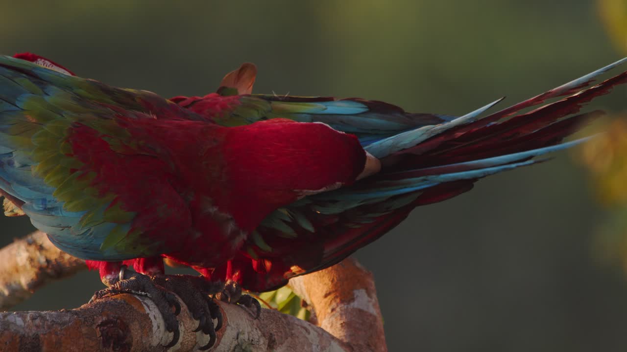 Two Green-Winged Macaws share affectionate courtship preening while perched in Peru’s jungle in golden light