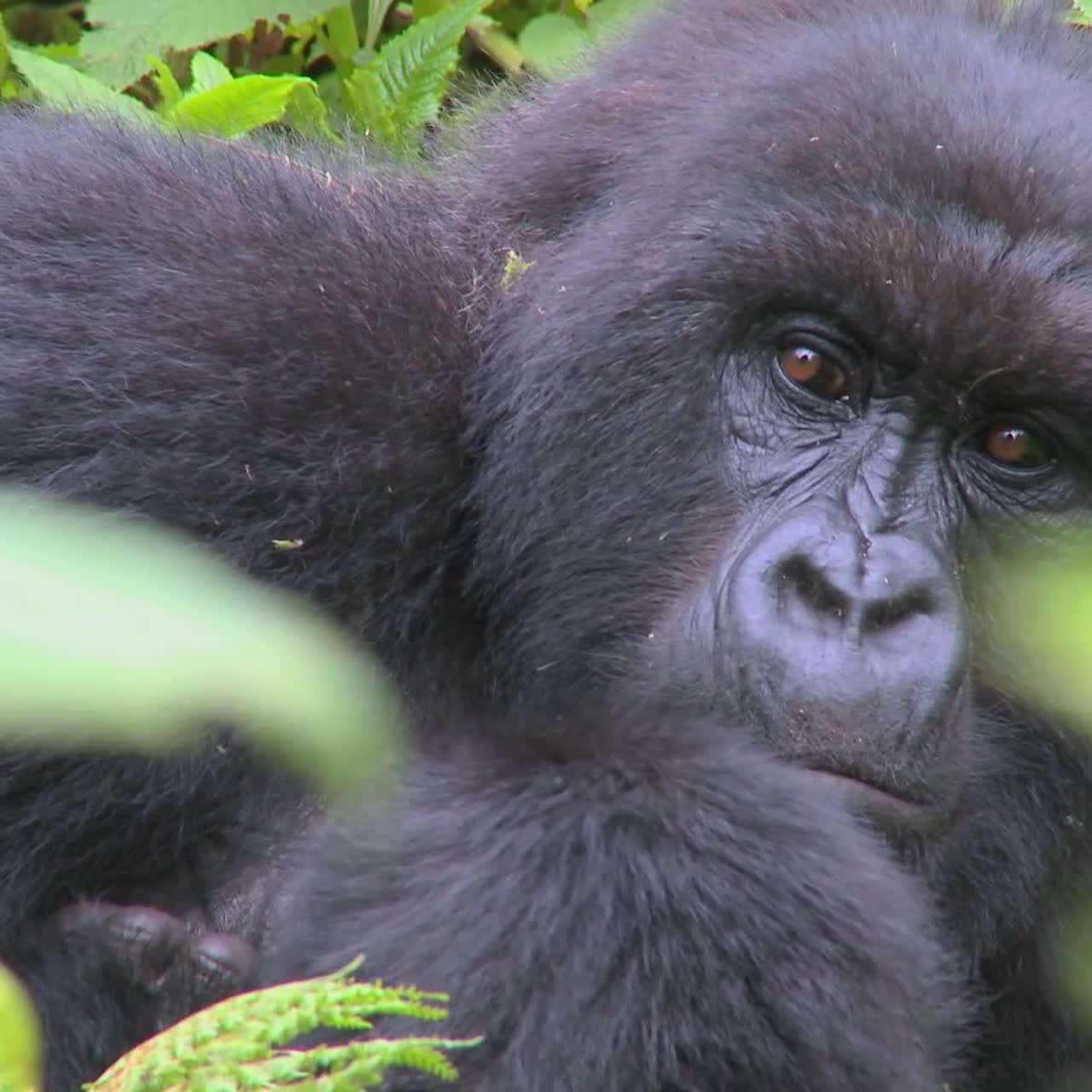 Un gorilla di montagna è seduto nella vegetazione della giungla su un vulcano in Ruanda 2