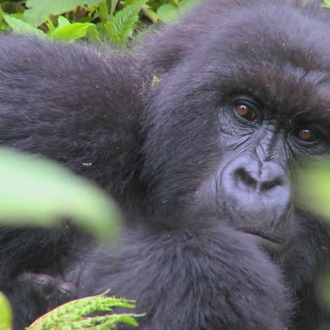 A-mountain-gorilla-sits-in-the-jungle-greenery-on-a-volcano-in-Rwanda-2