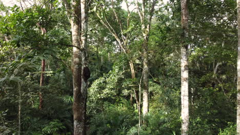 Entrando-En-árboles-Y-Vegetación-En-La-Selva