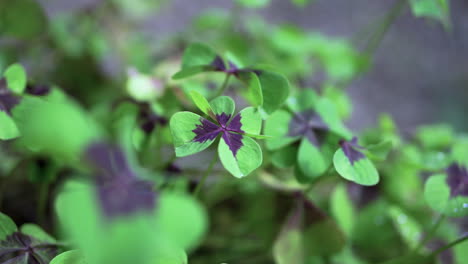 a-four-leaf-clover-that-is-in-focus-and-is-surrounded-by-many-other-green-clovers