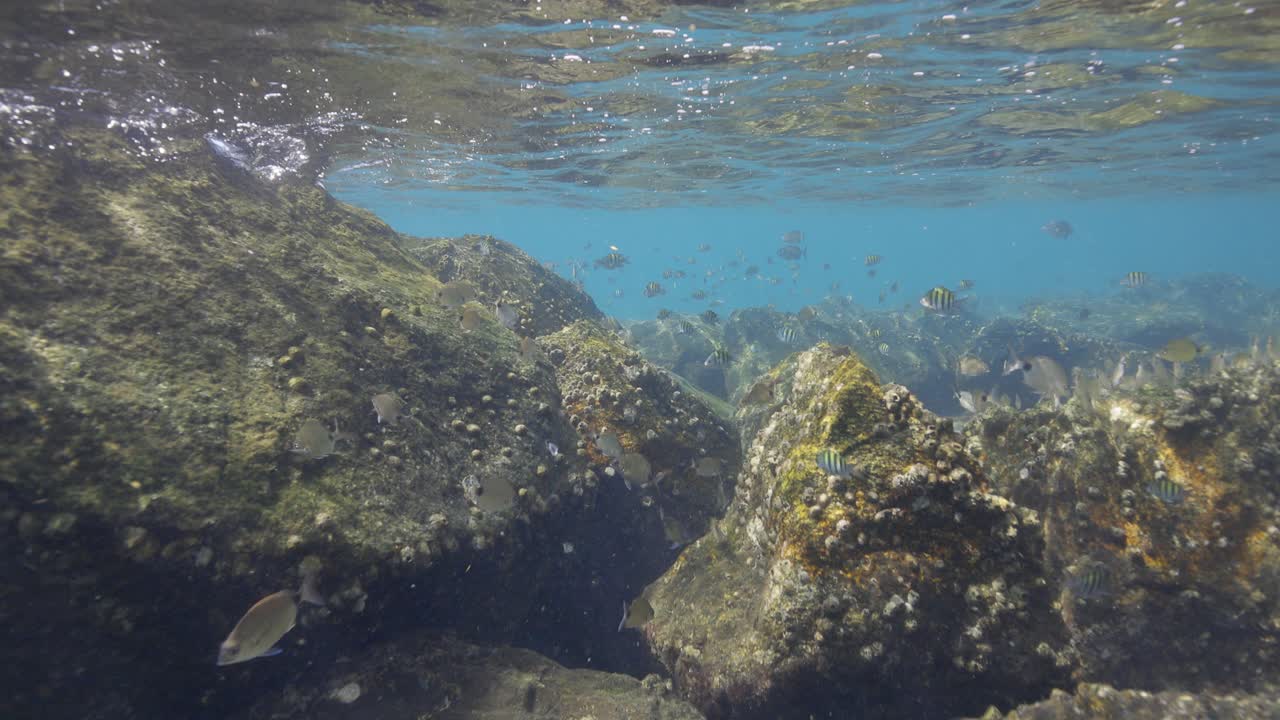 바위 풍경 을 따라 수영 하는 열대 물고기 들 과 함께 물 표면 에서 수중 풍경