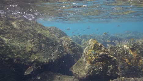 underwater view at water surface with tropical fish swimming along rocky landscape