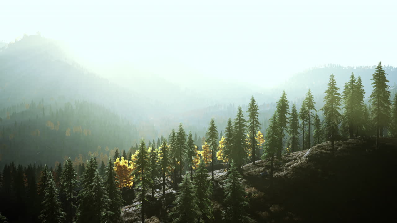 bosque de niebla en la cima de una colina