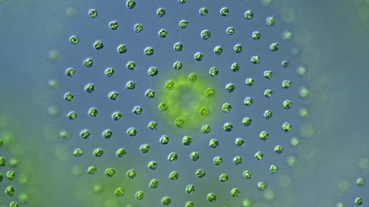 Microscopic View of a Green Algae Colony