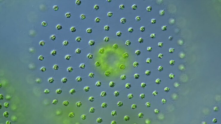 Microscopic View of a Green Algae Colony