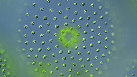 microscopic view of a green algae colony