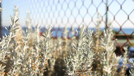 bushes and fence with distant background view