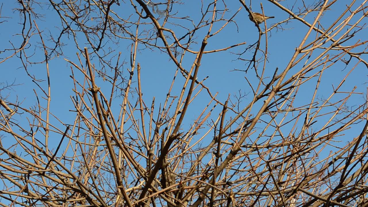Pardais em galhos de árvores. Fotografia no inverno