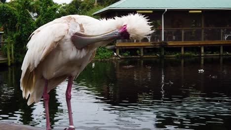 african spoonbill grooming itself at an aviary