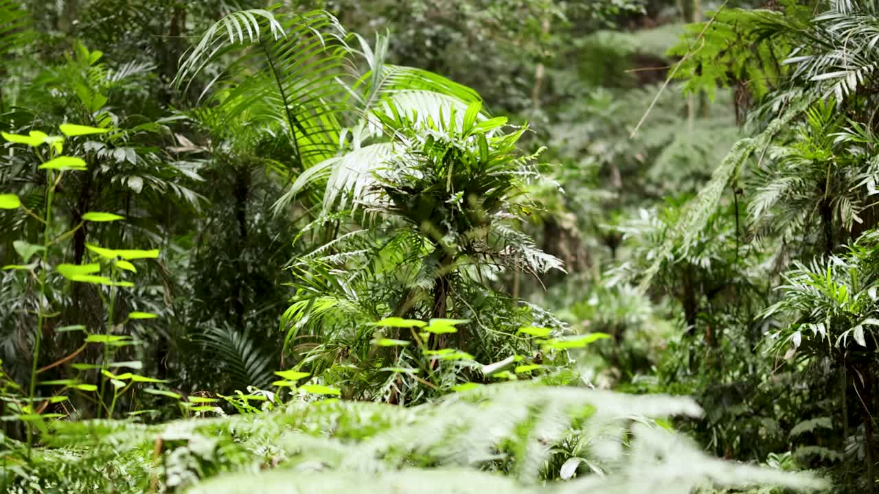 Dense greenery and ferns under soft natural light in a tranquil forest setting