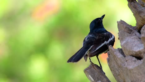 Das-Orientalische-Elsternrotkehlchen-Ist-Ein-In-Thailand-Sehr-Verbreiteter-Sperlingsvogel,-In-Dem-Er-überall-Zu-Sehen-Ist