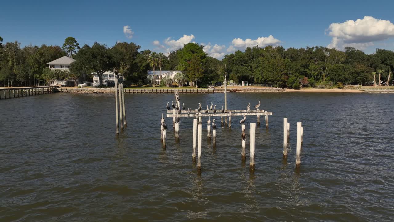 맑은 날에 자리 잡고 휴식을 취하는 물새