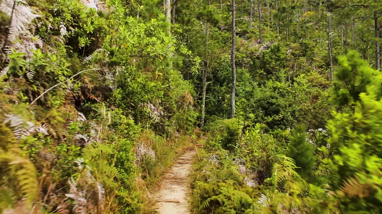 A road in the mountain full of beautiful vegetation.