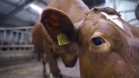 norwegian red calfe with ear tags standing inside cowshed