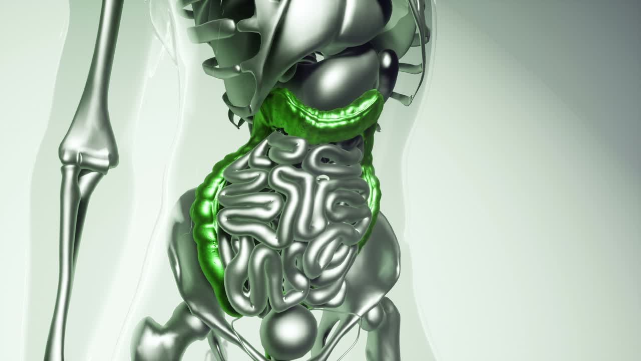 modelo de colon humano con todos los órganos