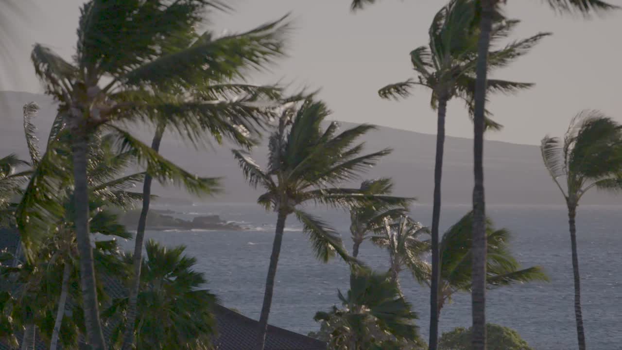 하와이의 야자수, 가벼운 아침 바람에 흔들리고 바다를 배경으로