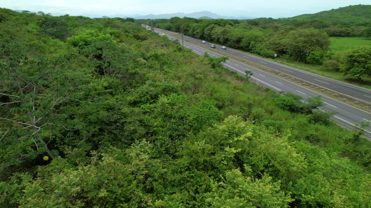 파나마의 한 시골 지역의 바쁜 고속도로를 둘러싸고 있는 울창한 정글 잎자루.
