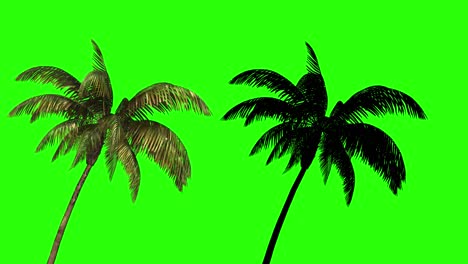 coconut tree with shadow on a green background for keying. palm leaves sway in the wind.