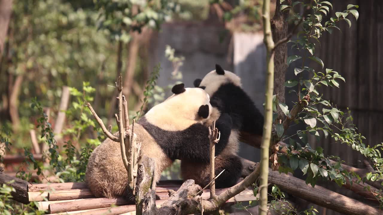 cerca de dos pandas gigantes blancos y negros que se reproducen jugando juntos en la base de investigación de chengdu, china estudio para la investigación científica y la conservación