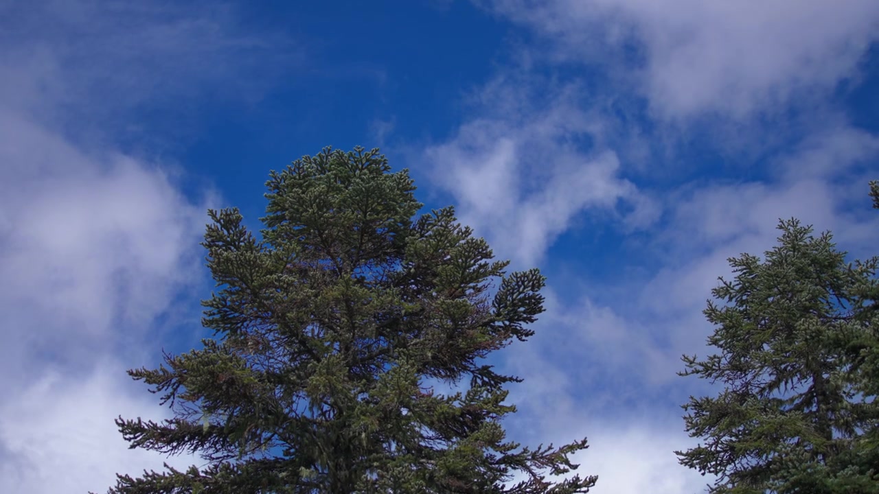 Pine trees and blue sky