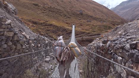 des heures sauvages traversent un pont suspendu au-dessus de la montagne de l'himalaya au népal sur le célèbre circuit de trekking de l'annapurna