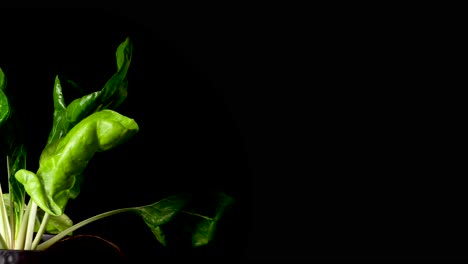 indoor cabbage leaf stalk grown rapidly timelapse