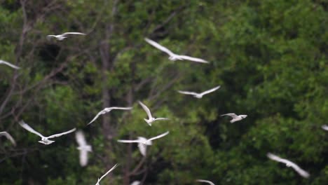 Los-Charranes-Son-Aves-Marinas-Que-Se-Pueden-Encontrar-En-Todo-El-Mundo-En-El-Mar,-Ríos-Y-Otros-Cuerpos-De-Agua-Más-Amplios