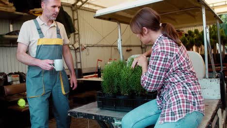 Zwei-Fröhliche-Kaukasische-Botaniker-Machen-Während-Der-Arbeit-Im-Gewächshaus-Eine-Kaffeepause