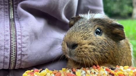 el conejo de indias se está alimentando