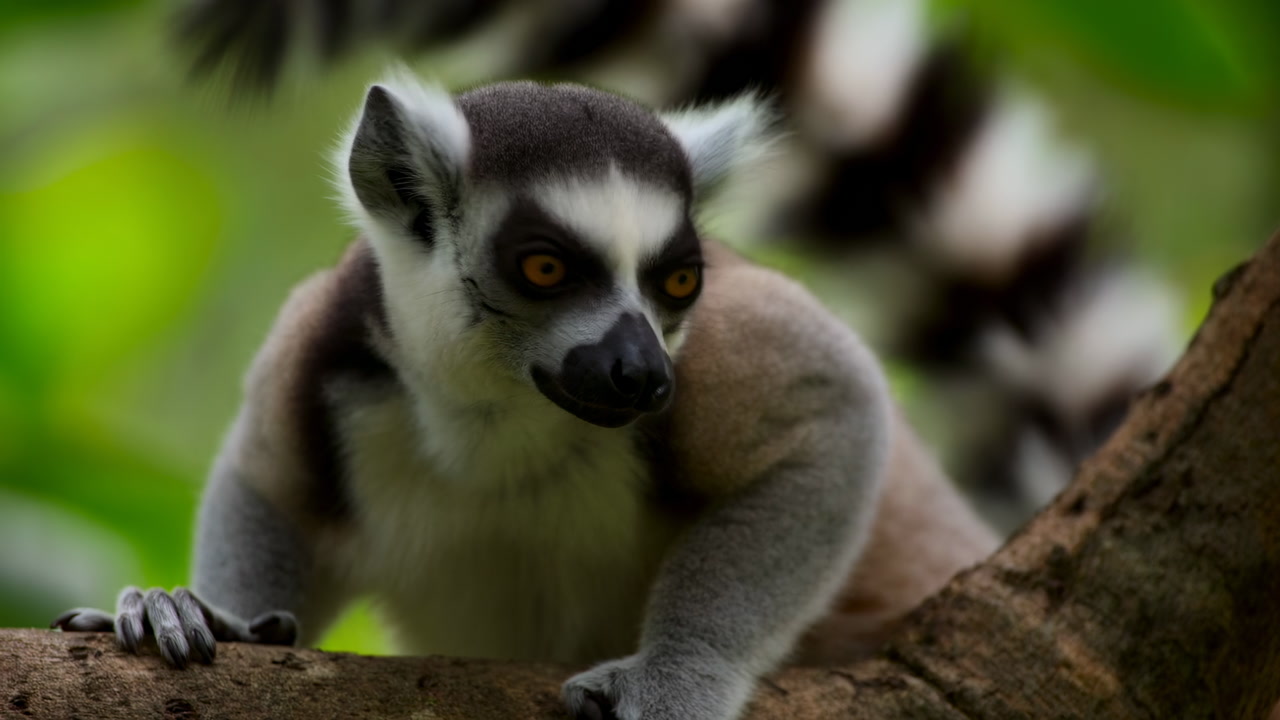 Closeup Lemur On Branch, Amber Eyes, Alert Posture Amid Green Rainforest Canopy, Ringtailed Primate Crouches