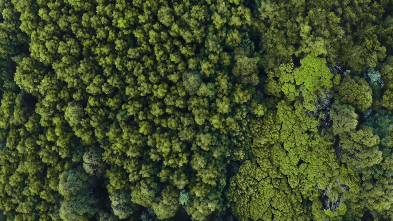 nunca podemos tener suficiente de la naturaleza.