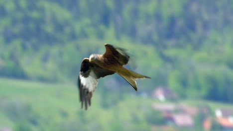 Toma-Aérea-Cinematográfica-De-Cometa-Roja-En-Vuelo-Con-árboles-Verdes-En-El-Fondo