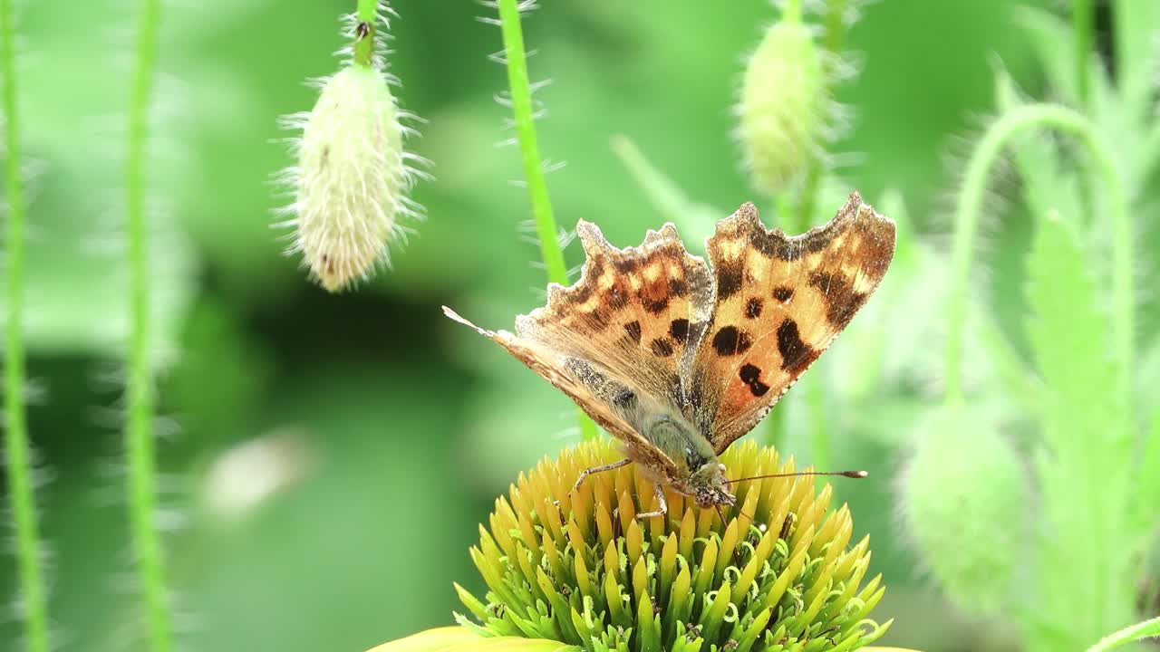 Comma butterfly showing it’s long tongue feeding on the nectar of a yellow coneflower