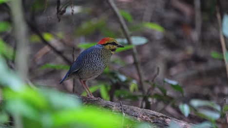 Moving-its-head-upwards-as-it-looks-for-its-possible-meal,-a-Blue-Pitta-Hydrornis-cyaneus-is-standing-on-a-branch-in-the-forest-undergrowth-in-Thailand