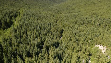 Aerial-dolly-in-tilt-up-of-verdant-hillside-covered-in-dense-green-pine-woods-revealing-mountains-in-background-on-a-cloudy-day,-British-Columbia,-Canada