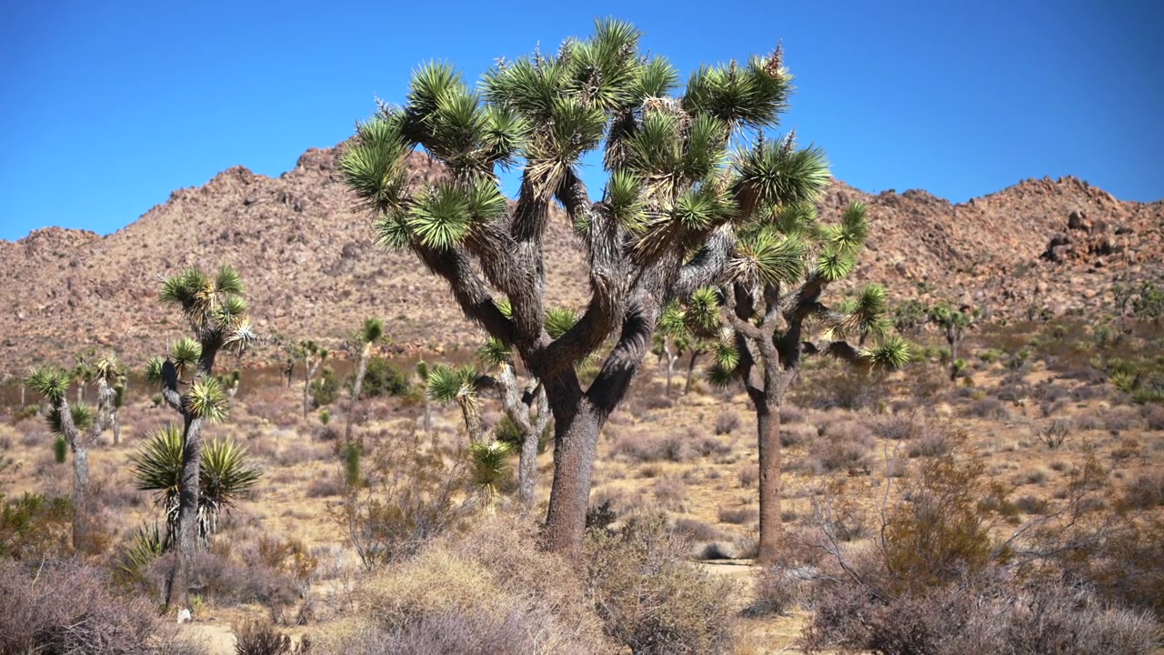 Parco Nazionale Joshua Tree, deserto del Mojave e del Colorado, alberi di yucca, California, guida, Contea di San Bernardino, 49 Palms, cielo blu vibrante e soleggiato, formazione rocciosa frastagliata, paesaggio montano, ripresa statica con movimento.